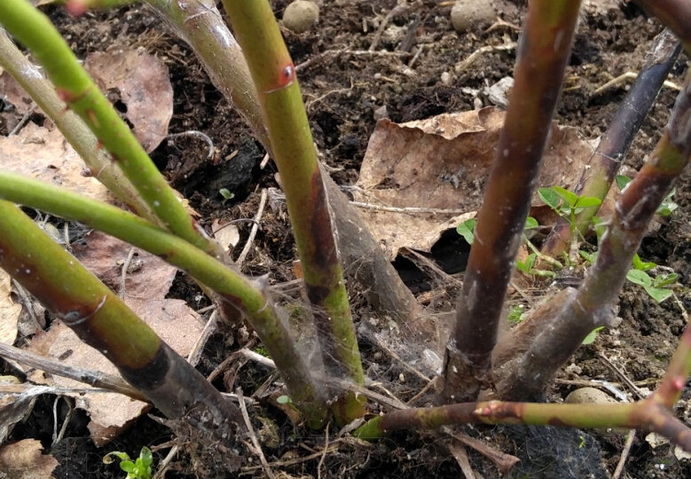 Безупречное воздушно-сухое укрытие для роз осенью: черных побегов не будет весной