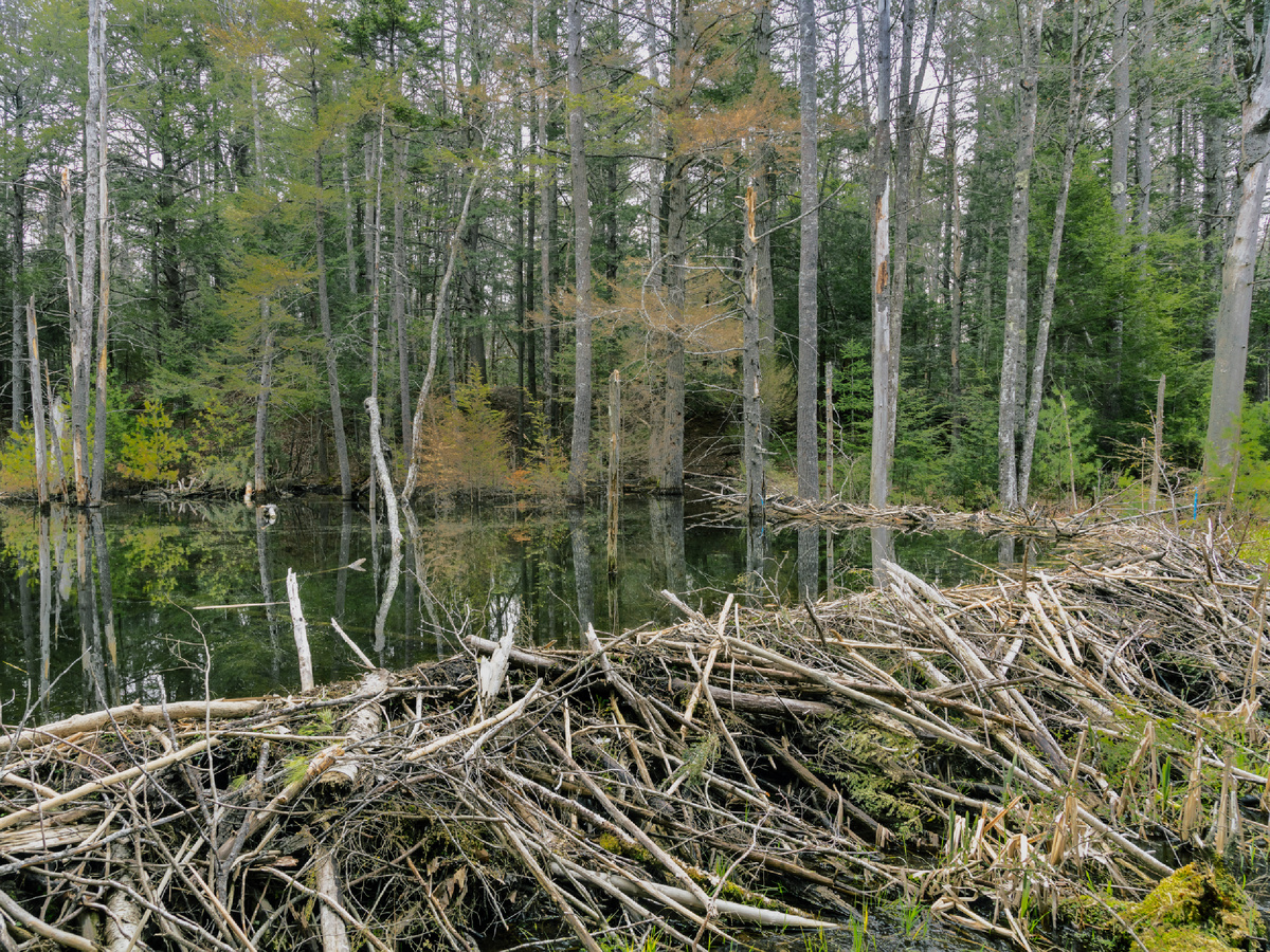 Бобровые плотины — не пакость, а сложнейшие гидротехнические сооружения, которые меняют ландшафт до неузнаваемости. Фотография: pavdw, CC BY 2.0