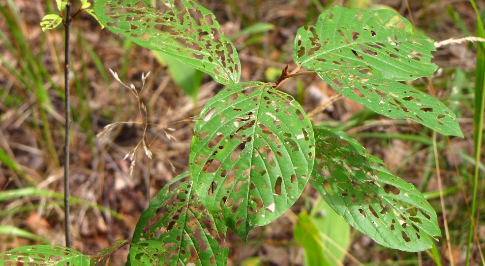 Ажурные листья крушины: ведем расследование