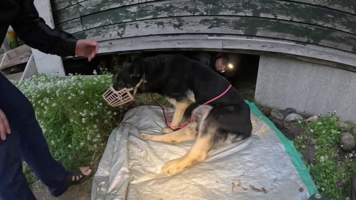    Фото: t.me/koshkispas