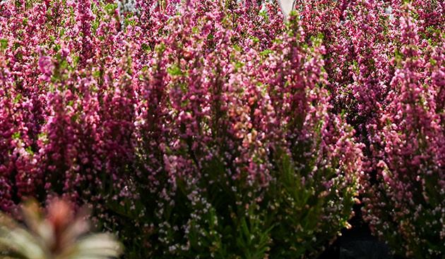    Allegretto. Фото: pixabay.com