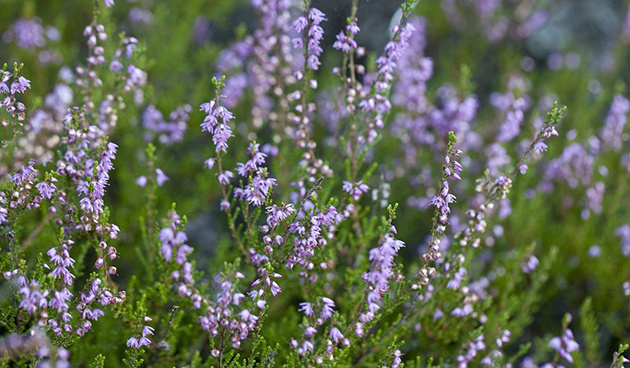    Boskoop. Фото: pixabay.com