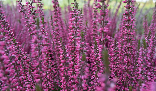    Firefly. Фото: pixabay.com