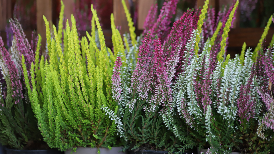 Вереск. Фото: Kabar / Shutterstock / Fotodom