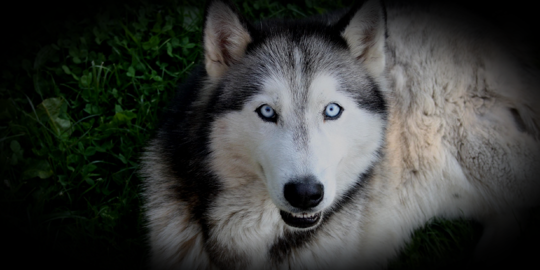 История владельца хаски: почему он пожалел о своём выборе