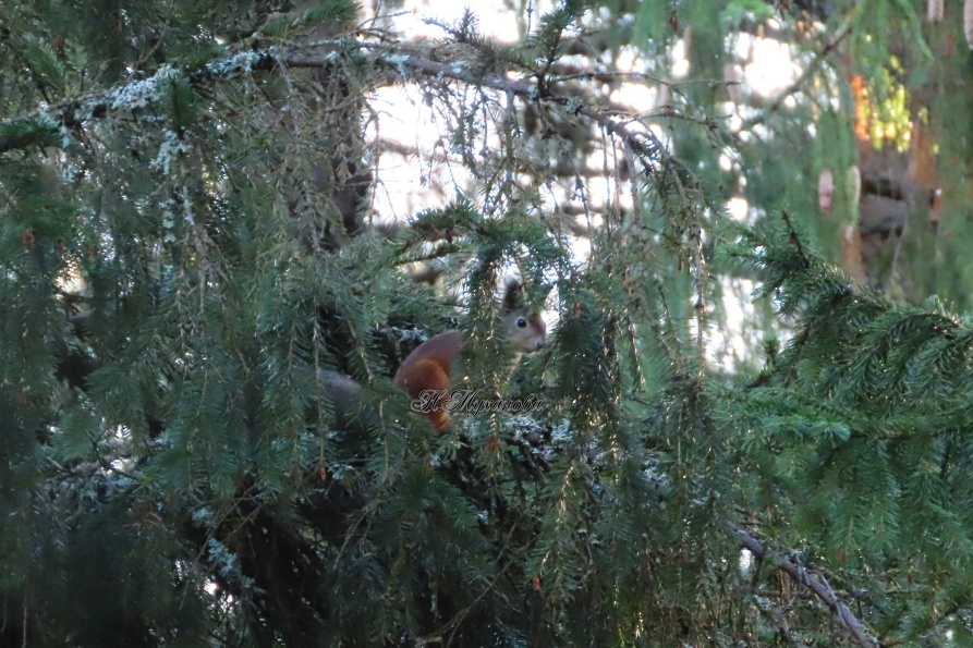 Обыкновенная белка на елке