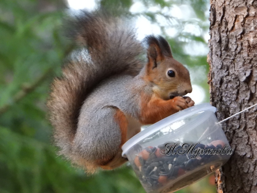 Обыкновенная белка на кормушке