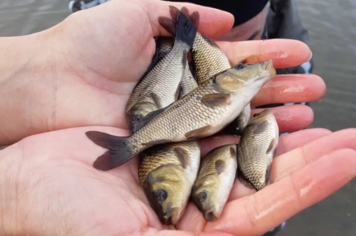    Томская область увеличила квоту на вылов рыбы до 4000 тонн