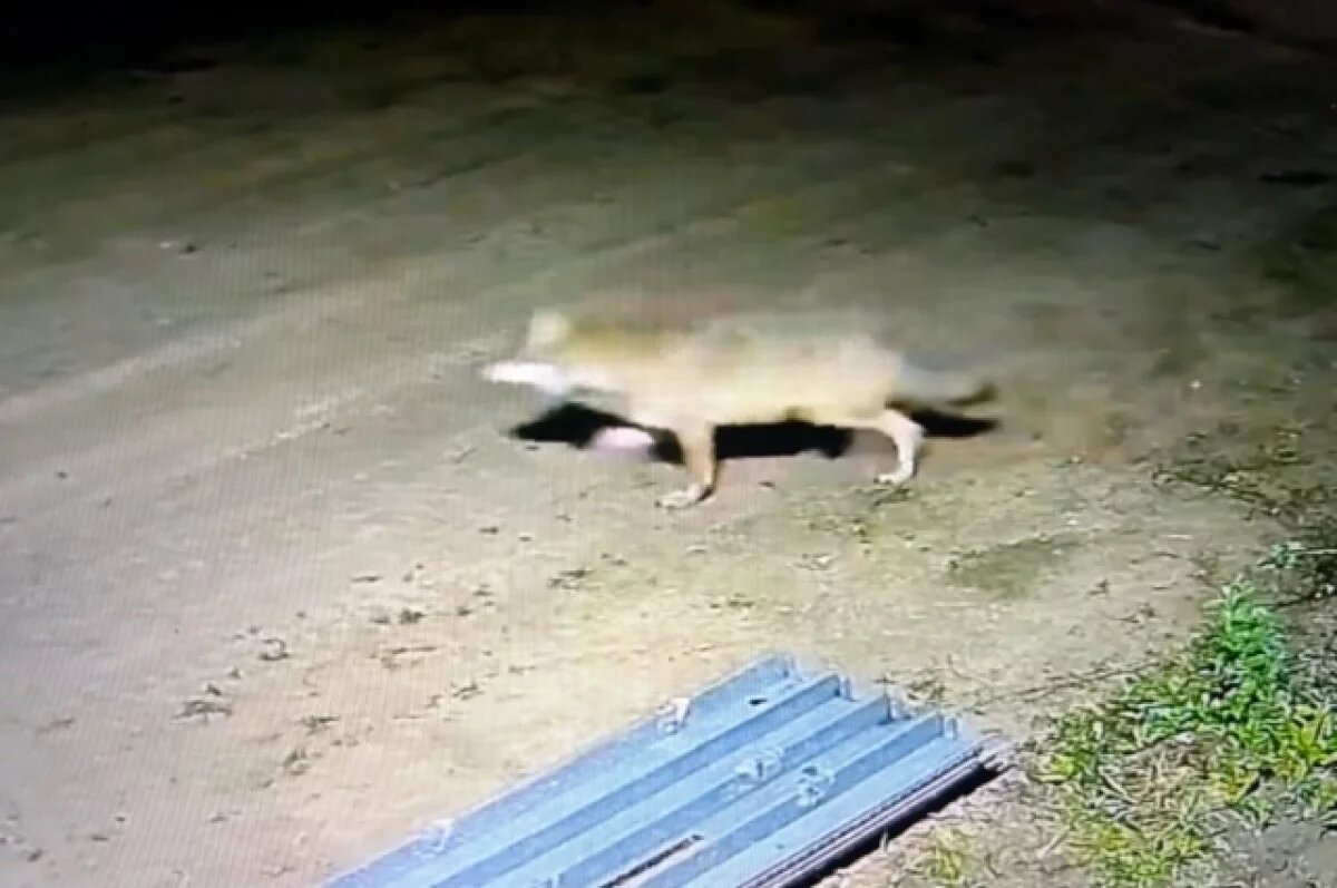    В деревню под Тверью забежал волк