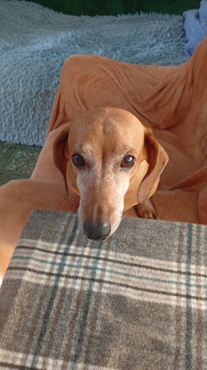 Такое выражение уж таксячье в кадр попало. 🤷🏻‍♀️