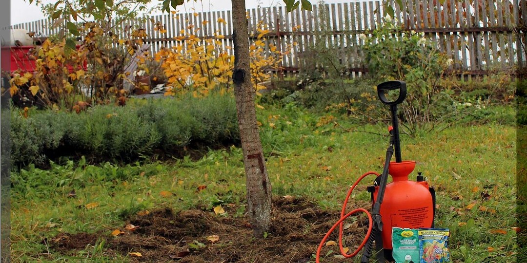 Важный уход за вишней в середине осени: подкормка, полив, искореняющая обработка, подготовка к зиме