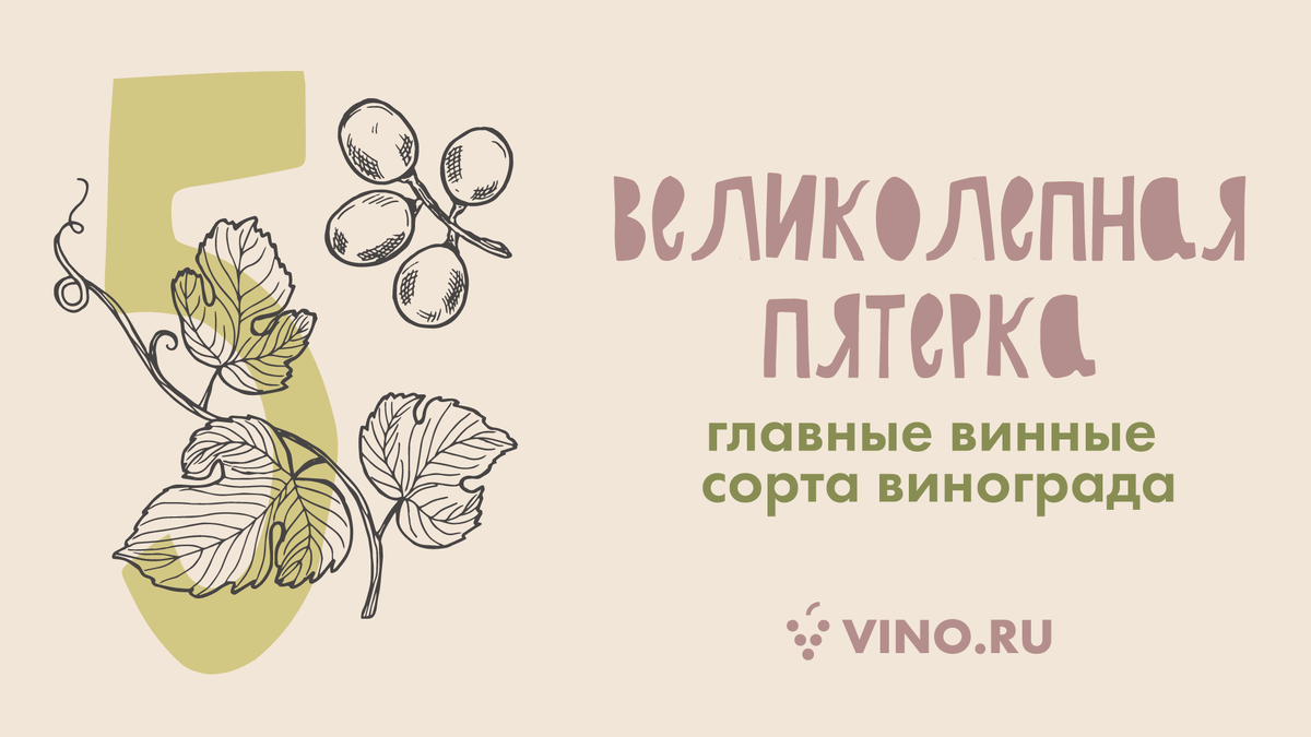 Топ популярных сортов винограда для вина