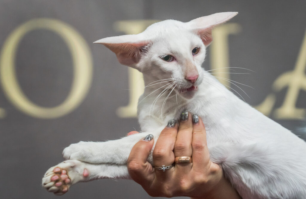    Фото Андрея Кудряшова/«Фергана»