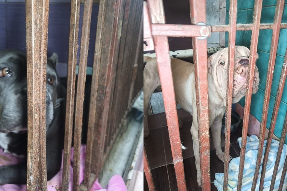    Булли и шарпея нашли привязанными к столбам из личного архива героя(ев) публикации