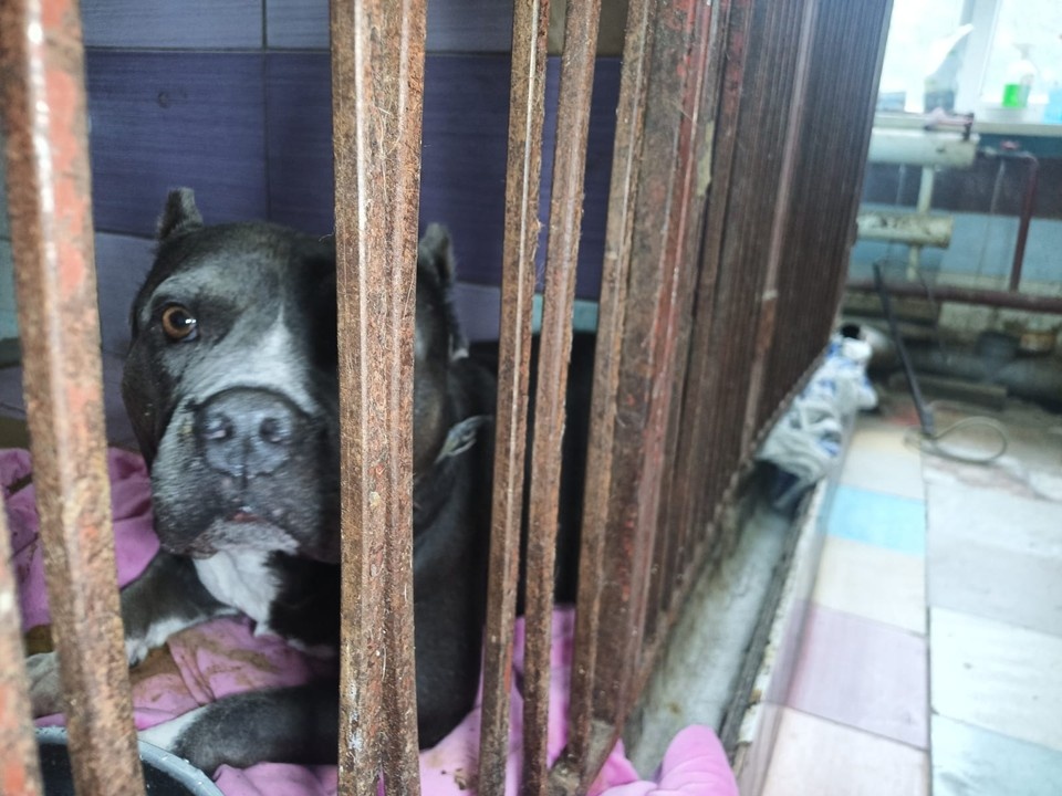    Булли очень растеряна из личного архива героя(ев) публикации