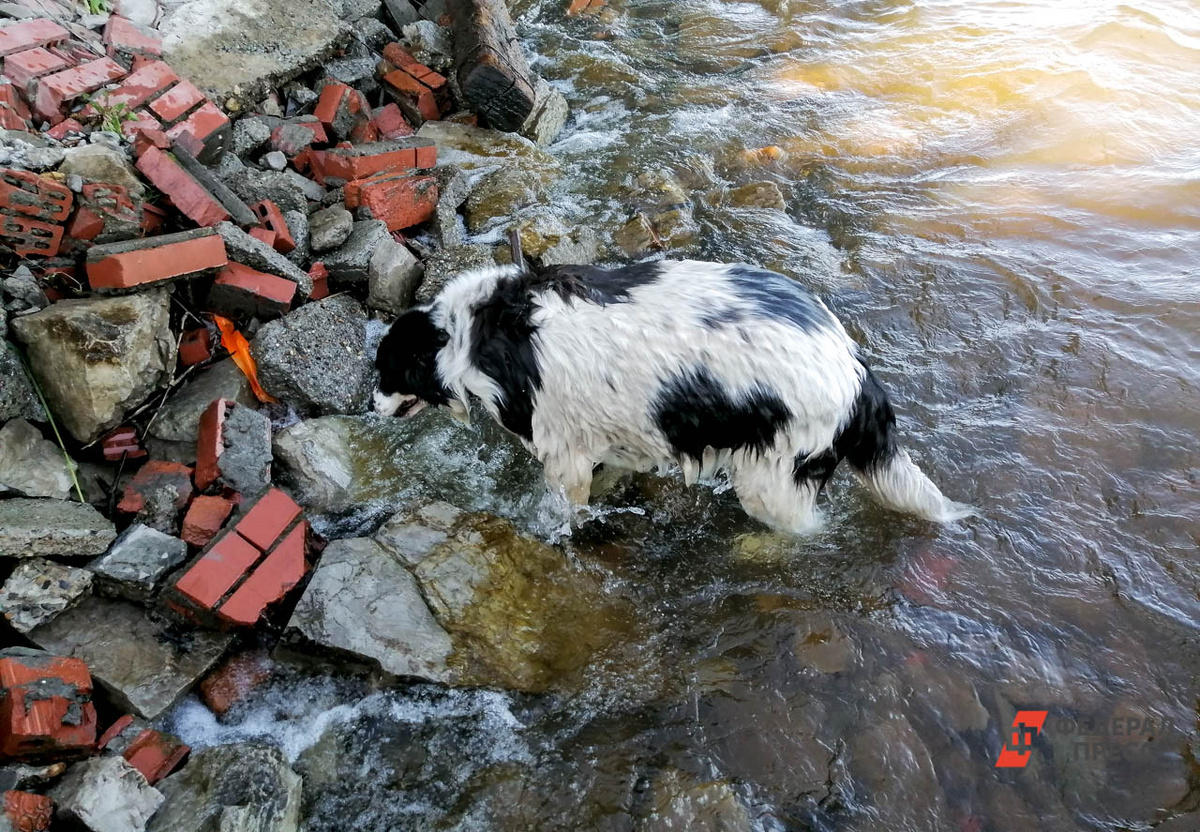 Если факт подтвердится, будут приняты соответствующие меры реагирования.  Фото: Фото: ФедералПресс / Елена Майорова