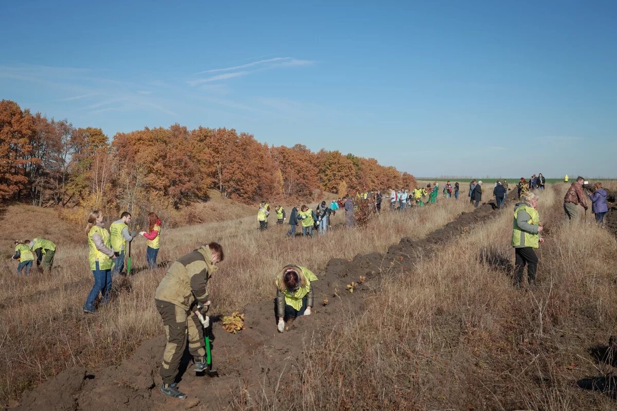   В Тульской области на Куликовом поле проведут акцию «Зелёная Дубрава»