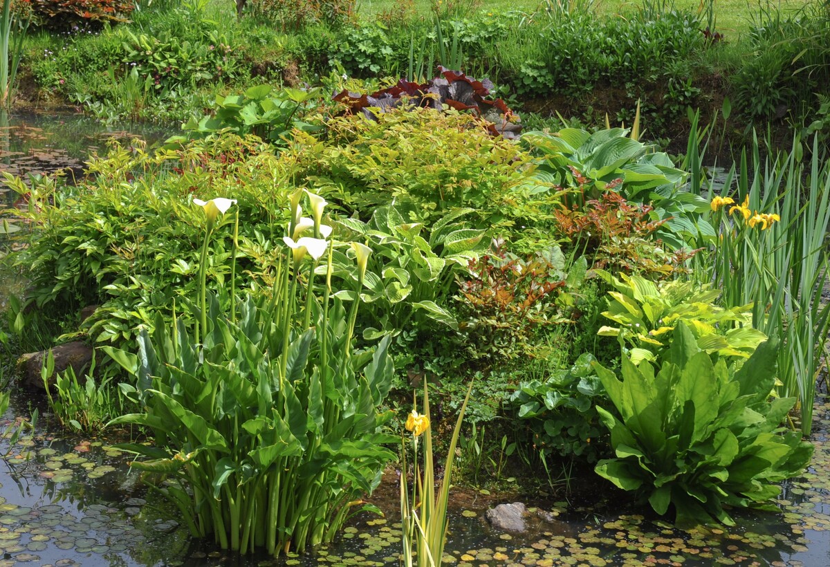    Болотный сад набирает популярность