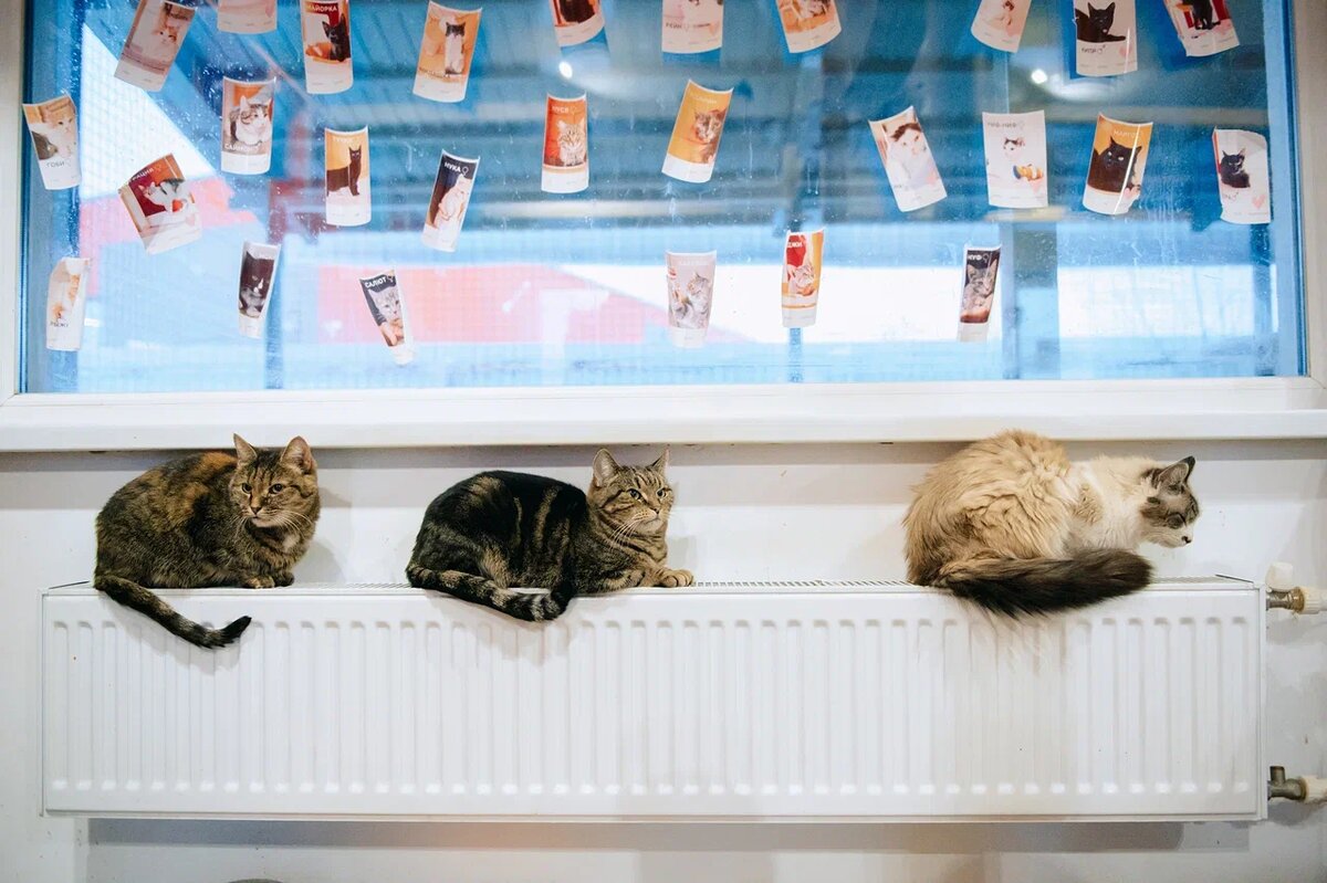 Окрас каждой кошки уникален и несет свою положительную энергетику в дом