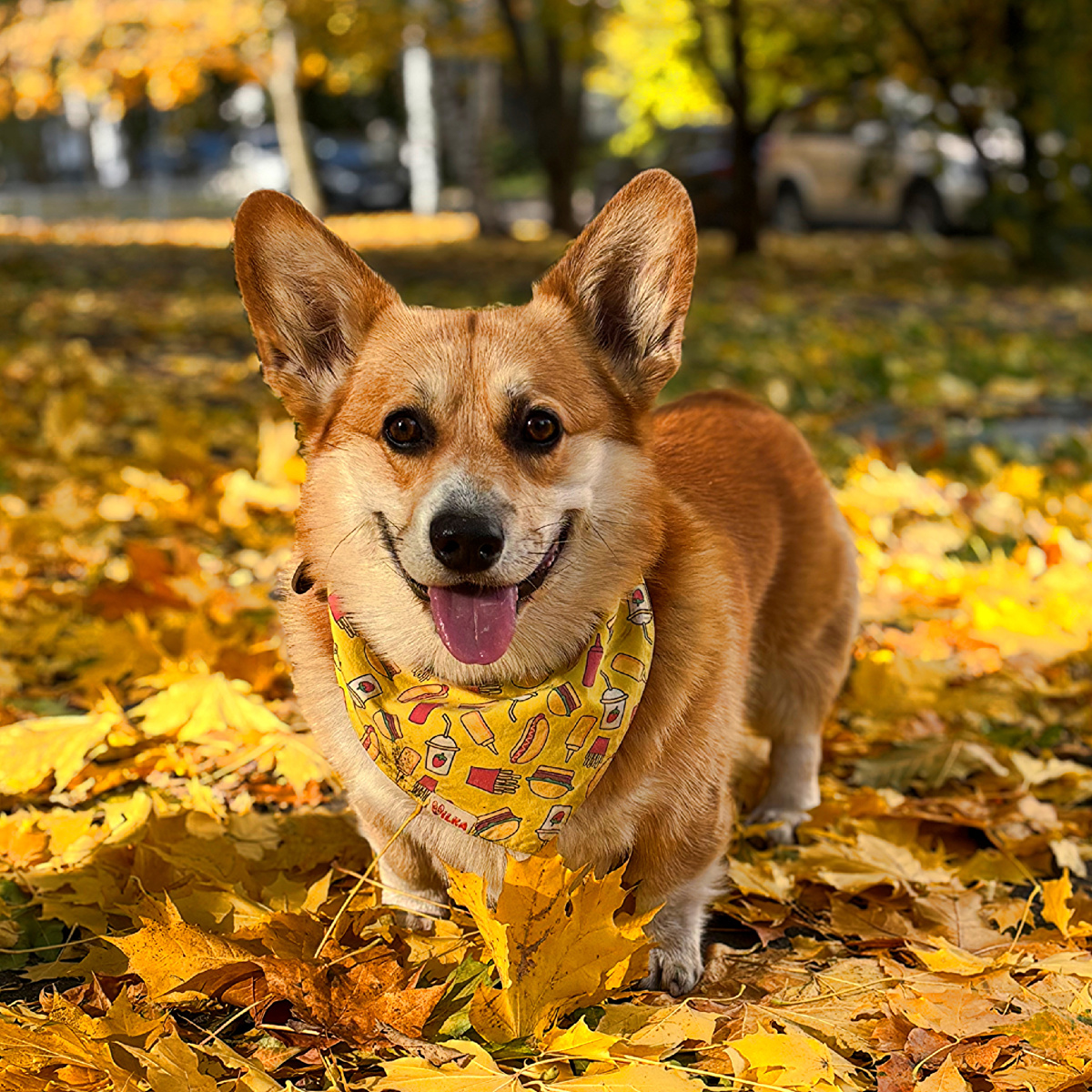 У третьего клена