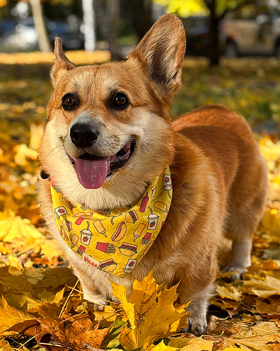 Язычок по вторникам