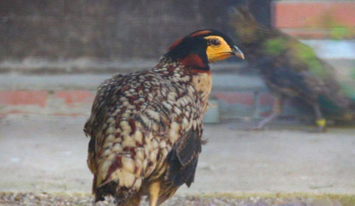     Фазан. Источник: mos ru Автор фото: Пресс-служба Мэра и Правительства Москвы