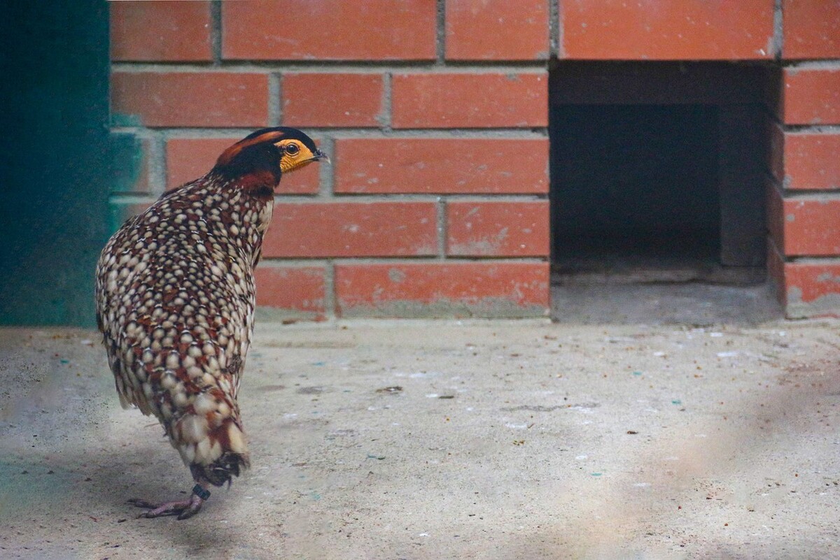    В Московском зоопарке поселились редчайшие обитатели