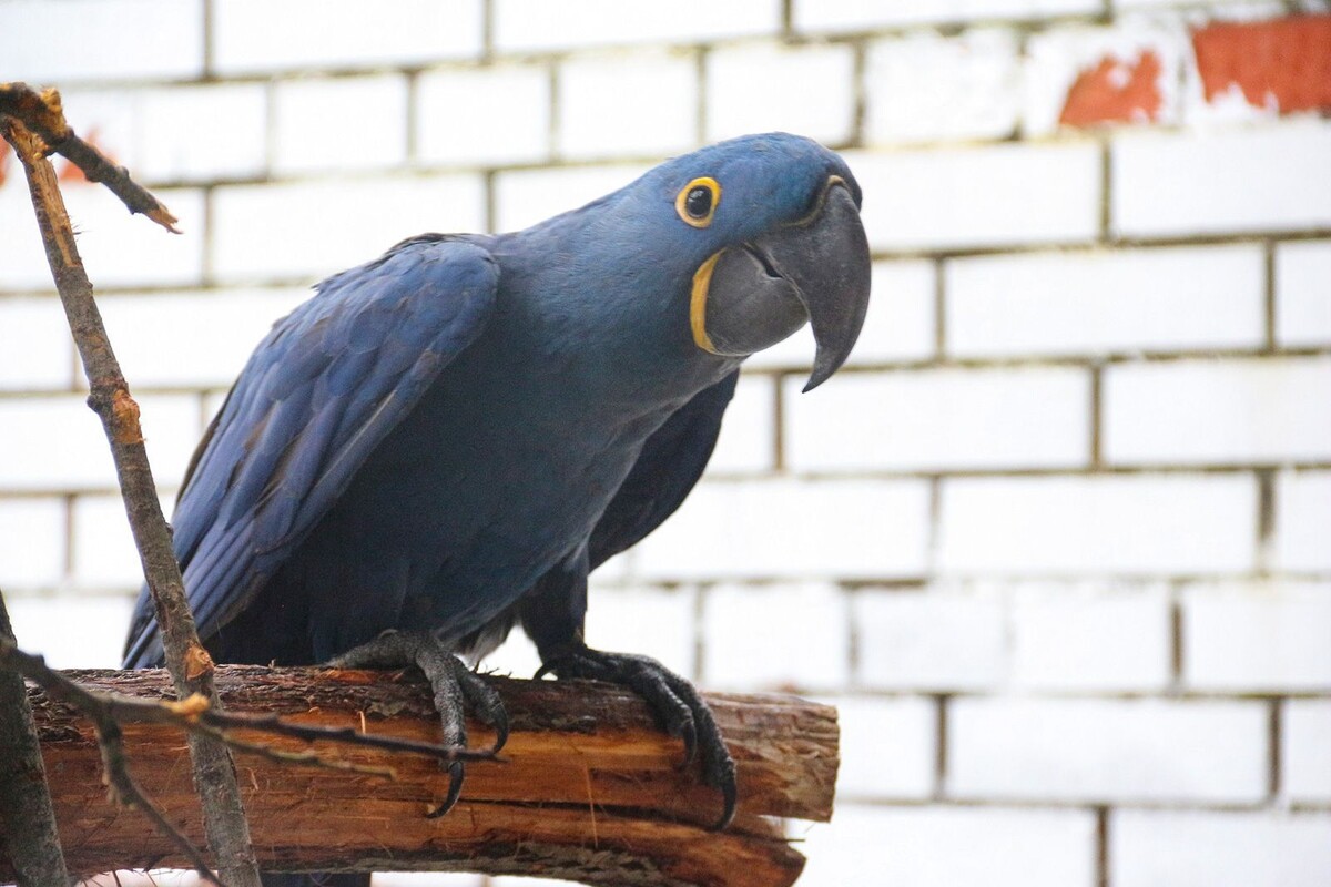    В Московском зоопарке поселились редчайшие обитатели