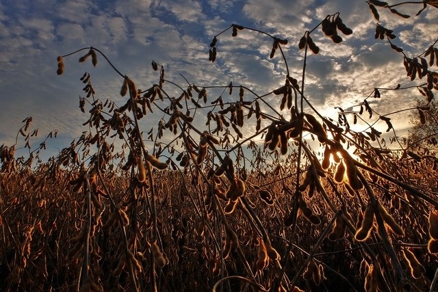 Фото: pixabay.com 