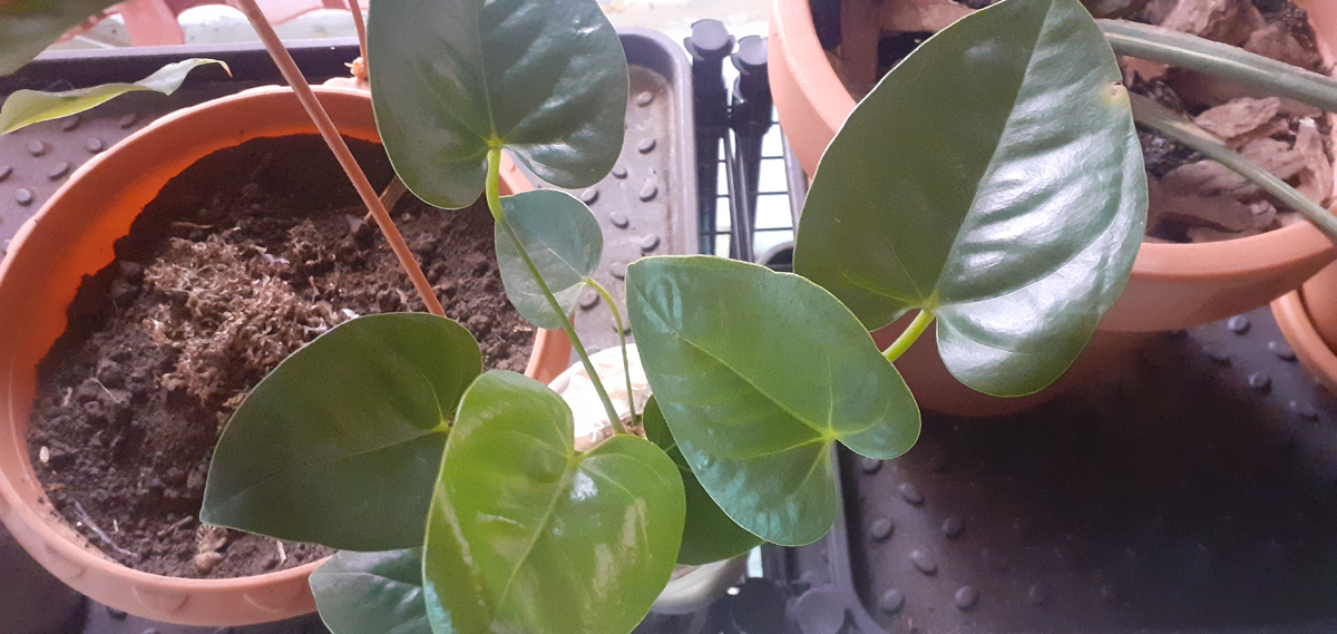 Думала крошки приедут, а тут целые кустищи, см по 40 высотой.