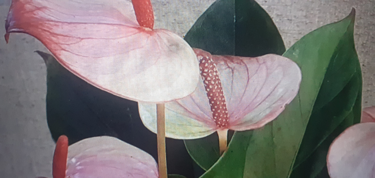 Сорт Мистик (анткриум)