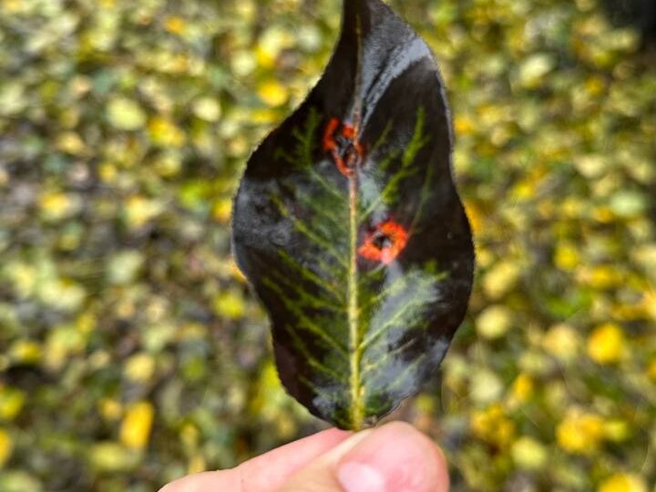 🍐 Ржавчина груши. Причины и способы борьбы