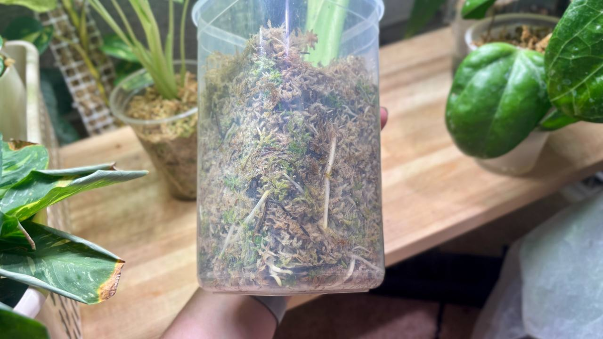 Корни в новом контейнере спустя 3 дня