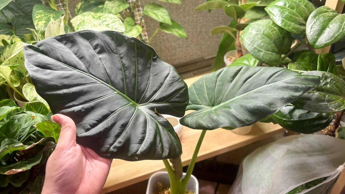 Алоказия Регал Шилдс. Размер первого (справа) и второго листа (слева)