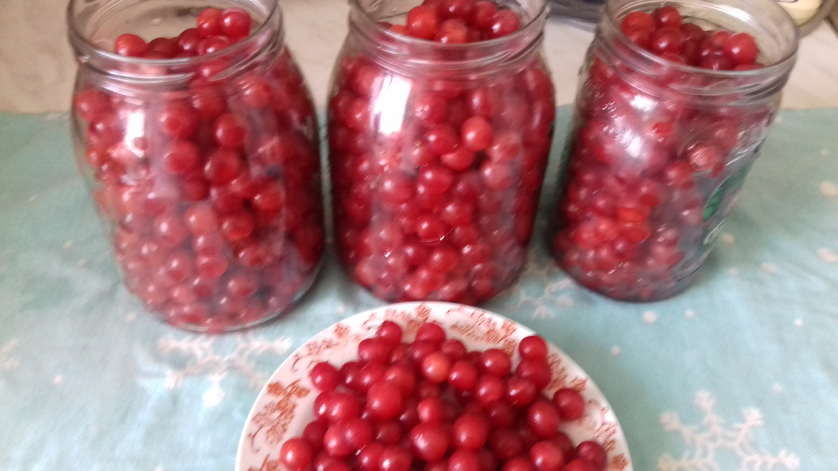 Сибирская вишня.