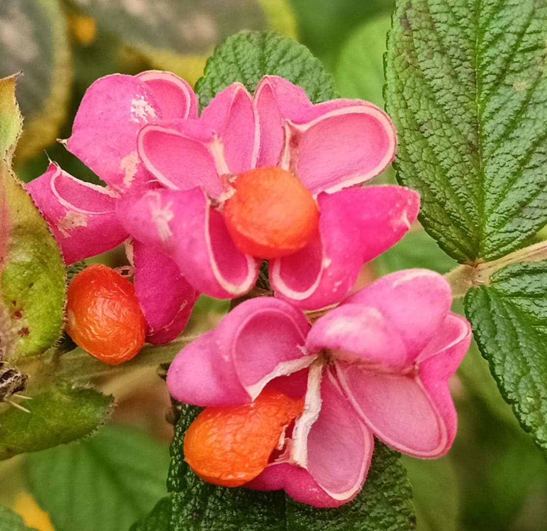 Бересклет европейский осенью