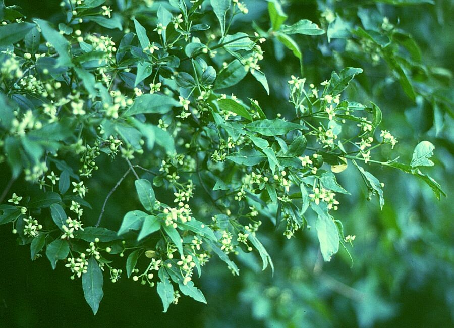 Бересклет европейский летом