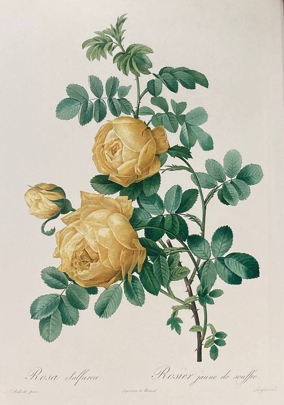 Rosa sulfurea, цветная гравюра Ланглуа по рисунку Пьера-Жозефа Редуте