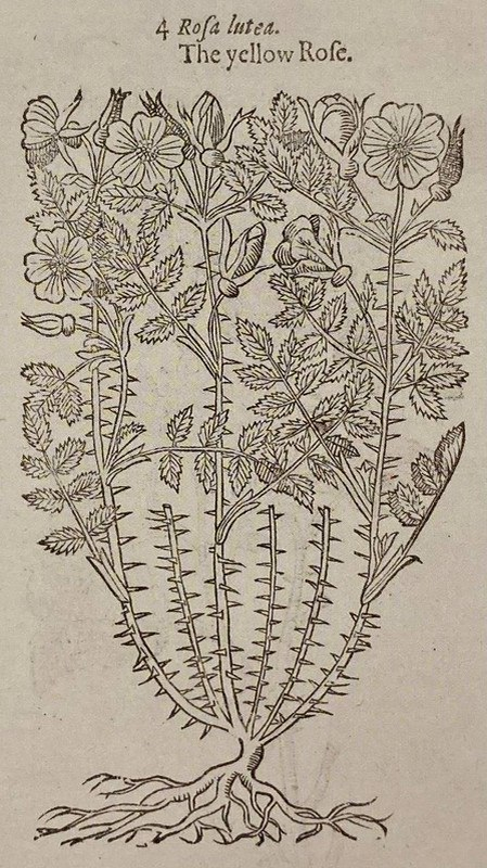 Rosa lutea, ксилографическая иллюстрация из книги Джона Джерарда,
1597
