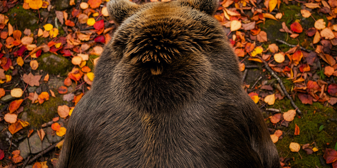 Когда встретил не того медведя: 9 сигналов, которые не нужно игнорировать