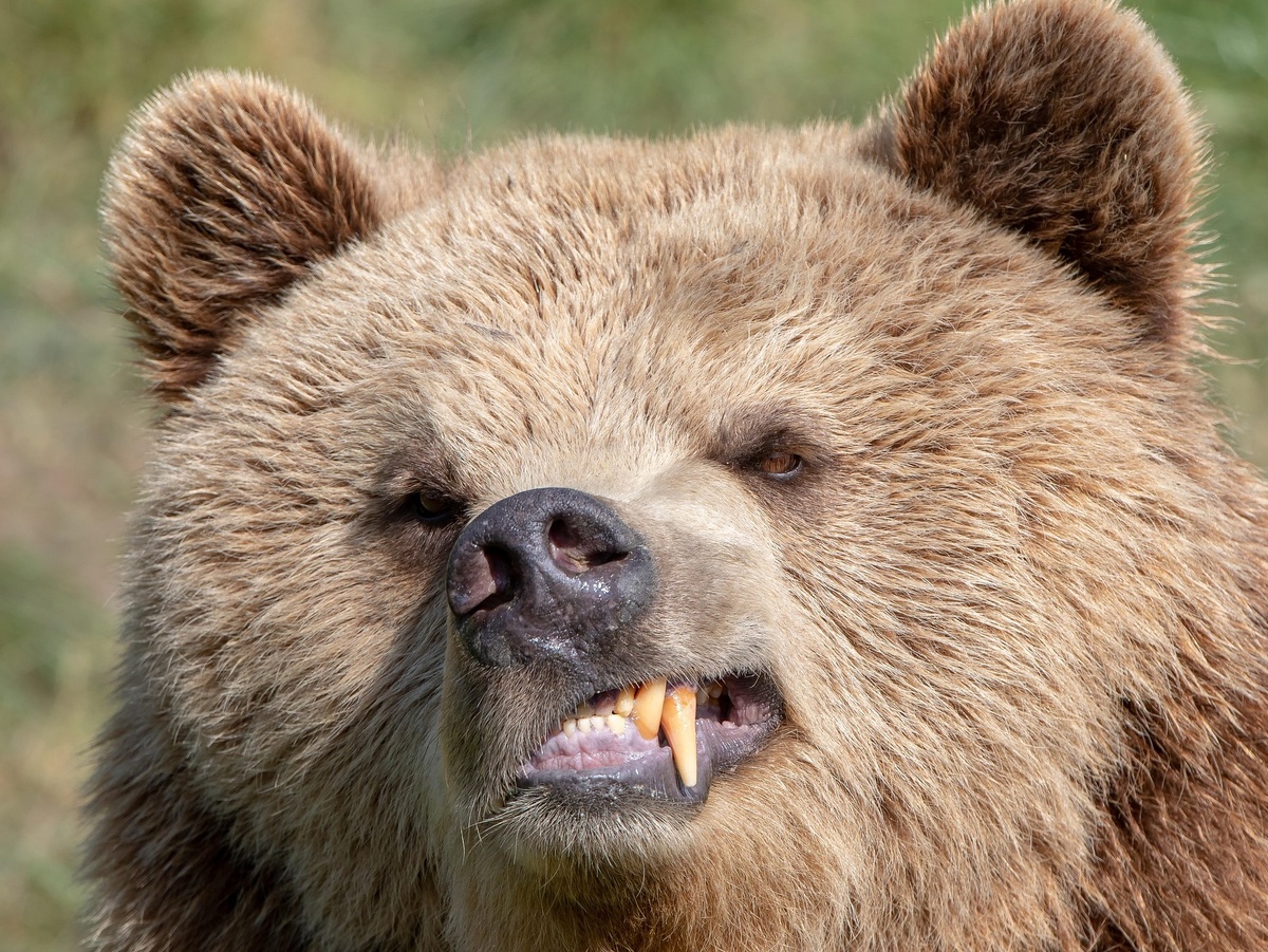 Распространённый миф рисует медведя грубым, агрессивным и необразованным бугаем. Это в корне неверно. Смекалка медведя блестит и переливается всеми цветами радуги.