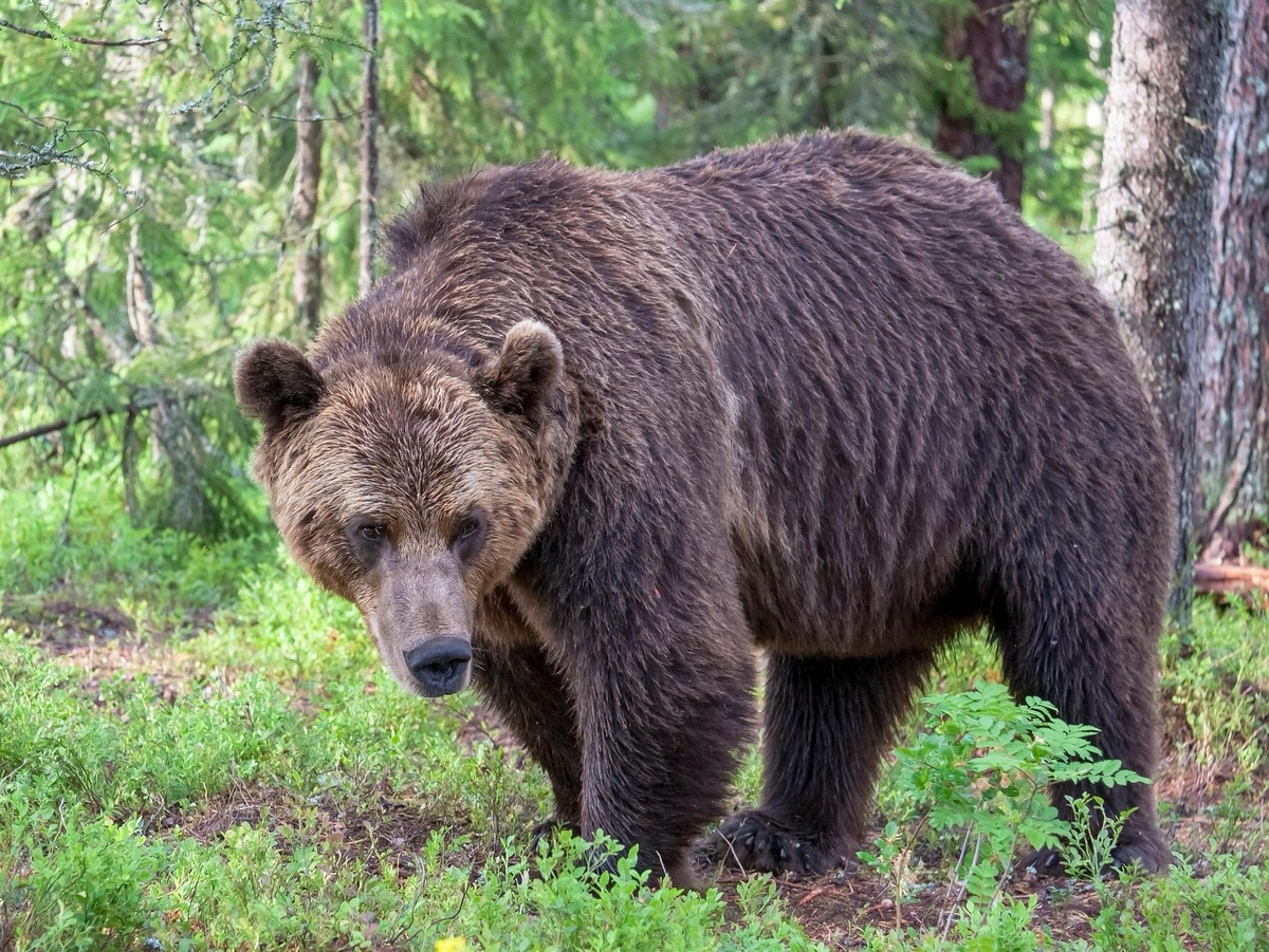 Цель манёвра — психологическое давление. Зверь проверяет вас на прочность, демонстрируя, что именно он здесь хозяин. 