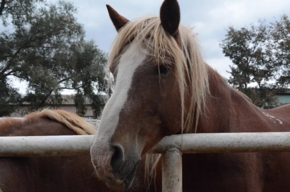    В Перми после жалоб на ржание и вонь мужчине запретили разводить лошадей