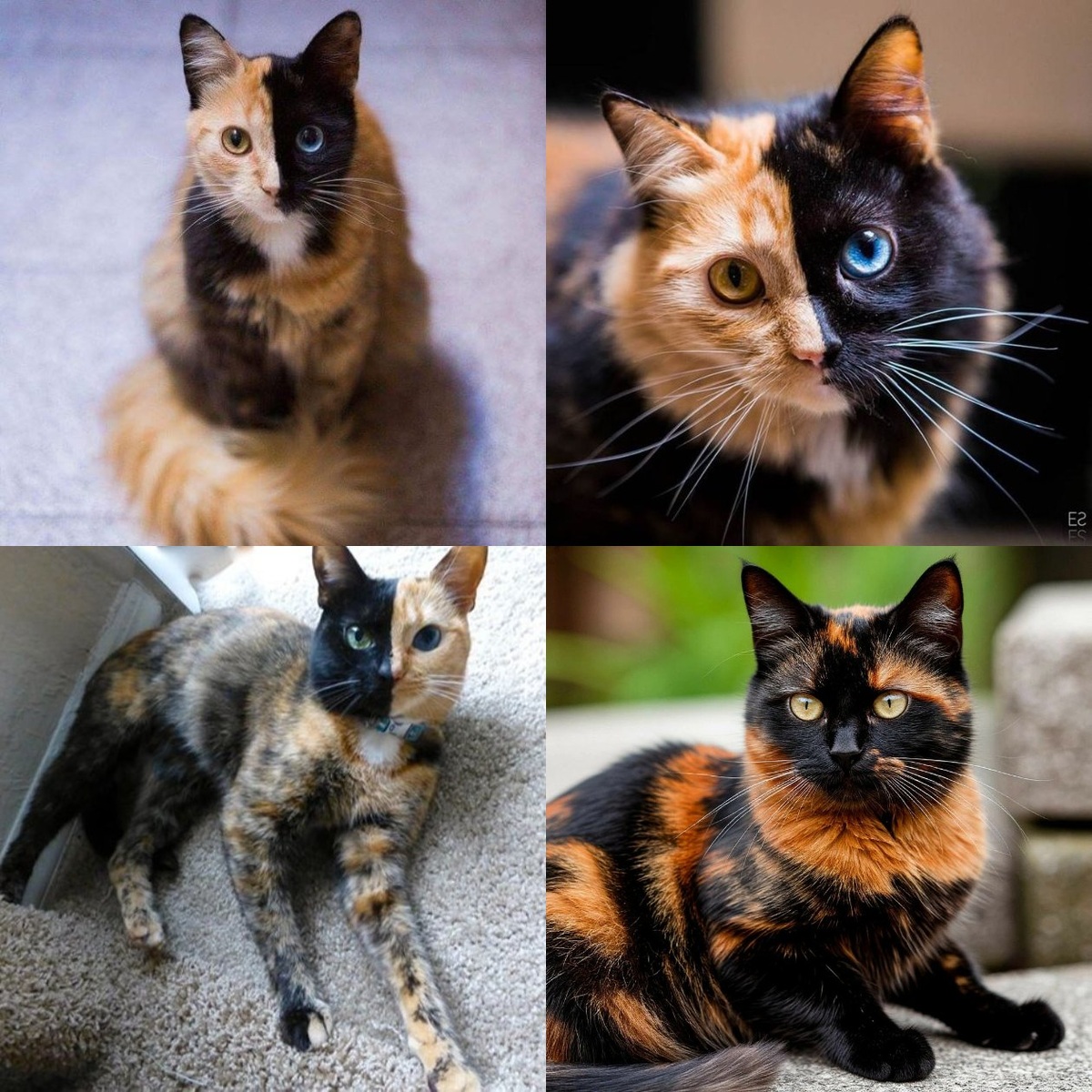 Три первые фотографии - истинные химеры