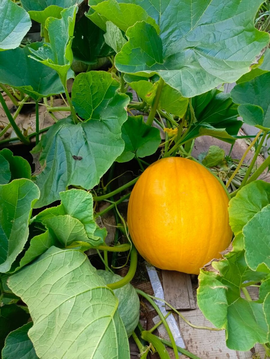 Тыква сахарная голова как растёт у нас в саду