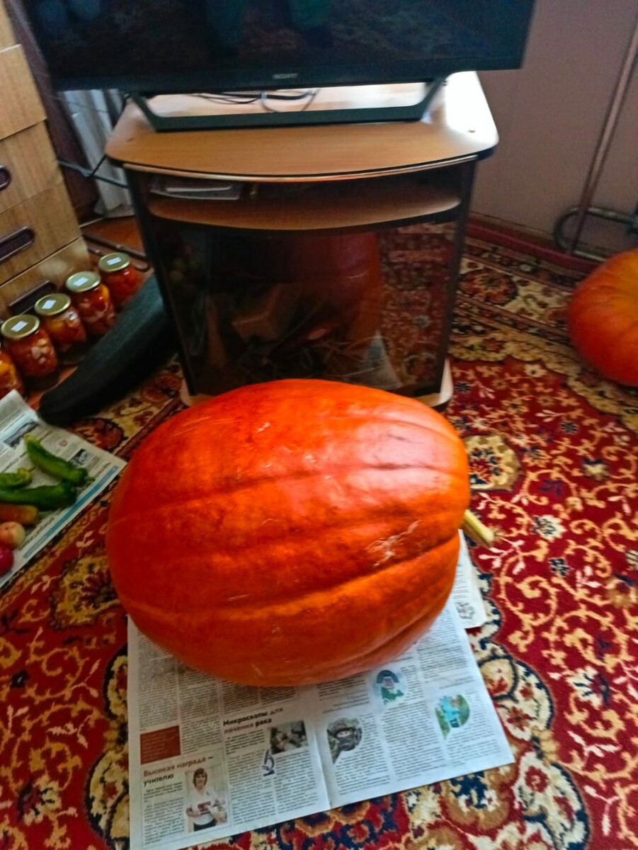 Тыква Сахарная голова