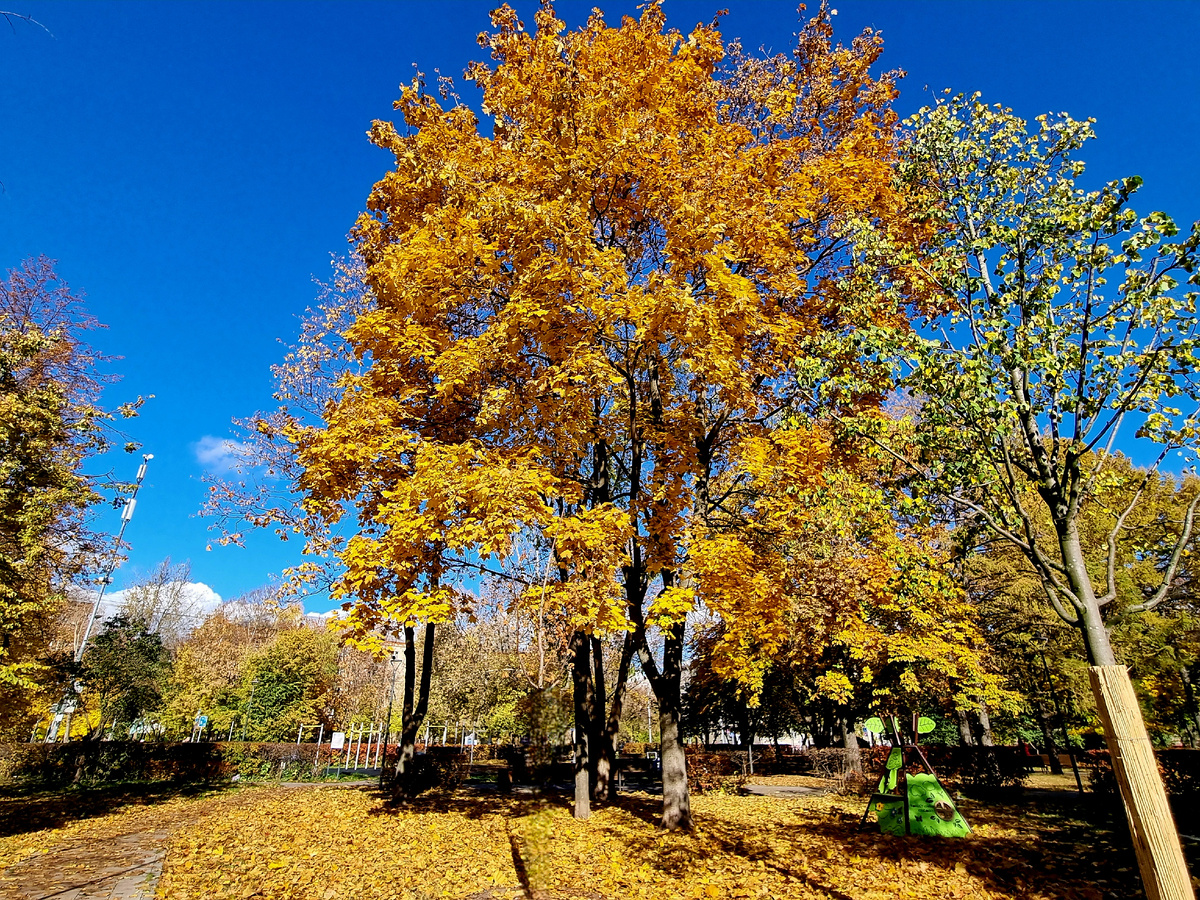 Сквер им.А.П.Чехова. Фото автора статьи.
