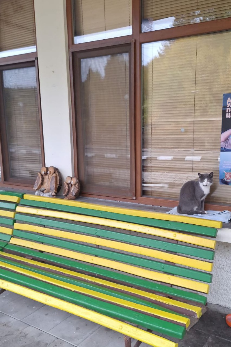 Вокзальная кошка медитирует на заботливо подстеленной тряпочке.