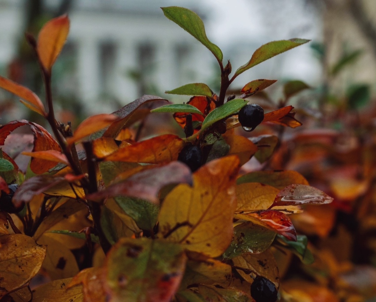 КФУ / Анна Захарова