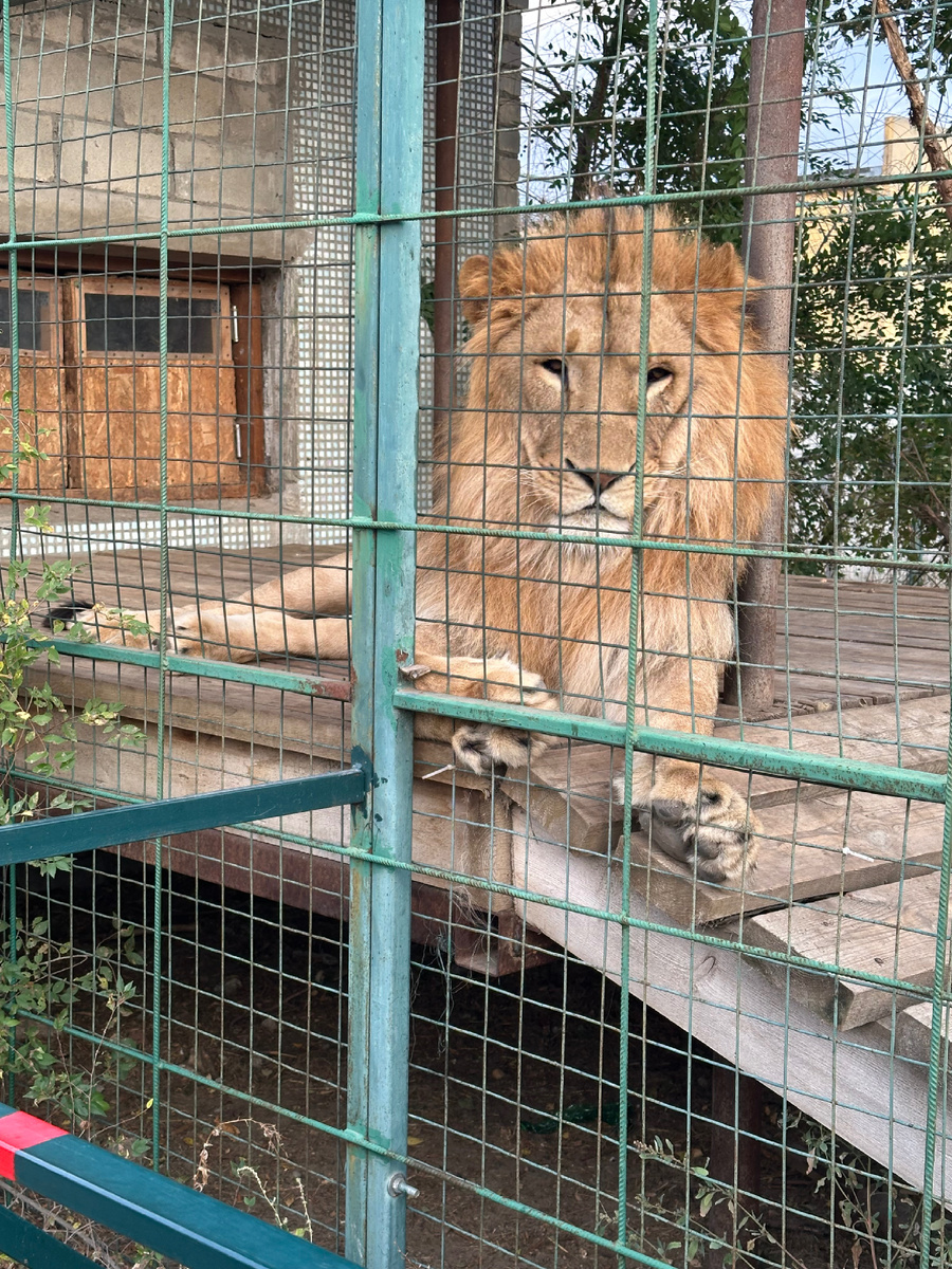 Зооцентр «Дино». Фото автора 